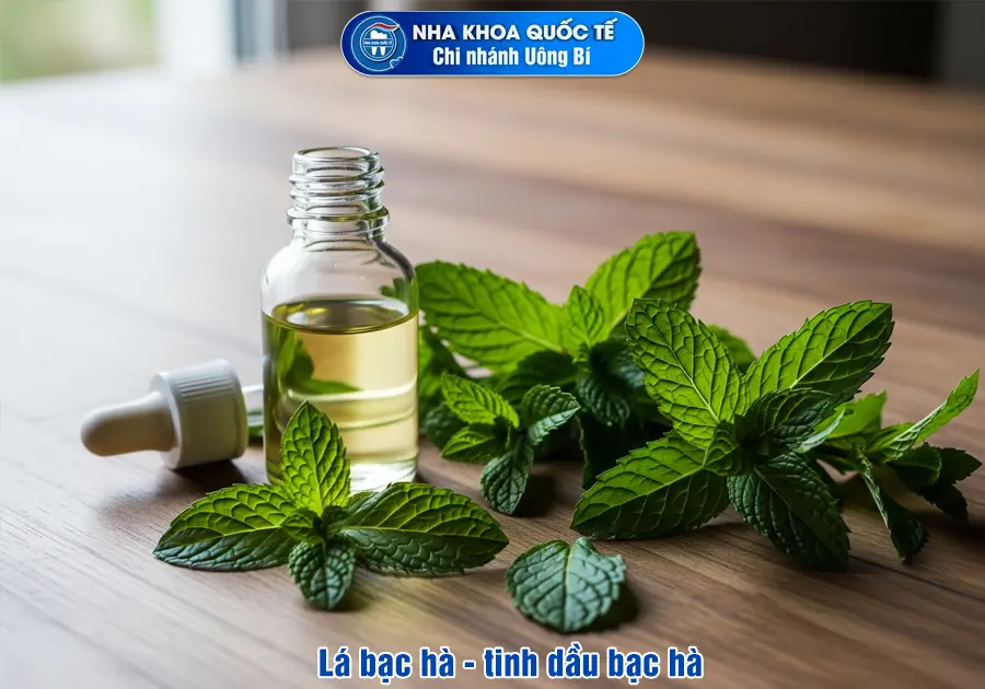 Lá bạc hà, tinh dầu bạc hà giúp giảm đau răng
