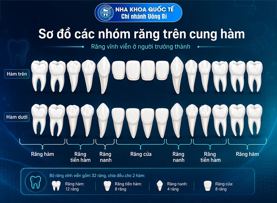 Các loại nhóm răng